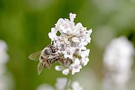 蜜蜂,花,授粉