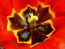 花,開花,盛開