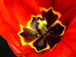 花,開(kāi)花,盛開(kāi)