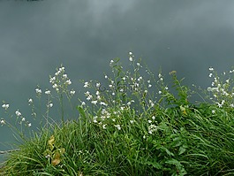 鮮花,天空,自然
