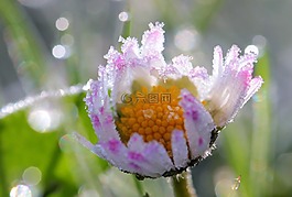 雛菊,鵝花,凍結(jié)
