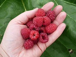 山莓,漿果,紅色