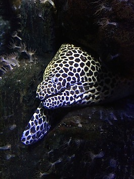 morene,水族館,魚