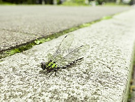 蜻蜓,動物,翼