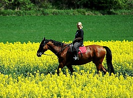 驅(qū)動器,女人,馬