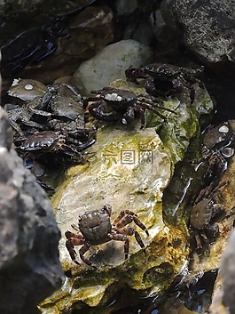螃蟹,水,巖