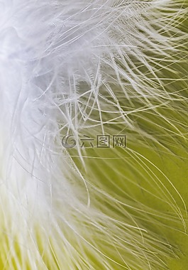 春天,緩解,輕快的