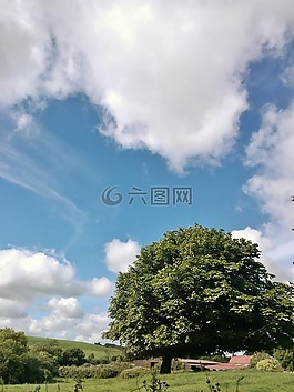 樹,景觀,愛爾蘭