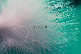 春天,緩解,輕快的