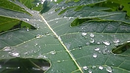 叶,木瓜树叶,上午