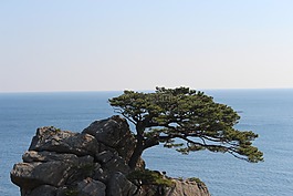 岩,松,海松