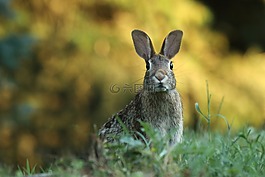 gopher,動物,綠色