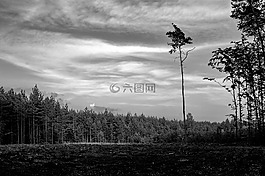 樹,砍伐,結(jié)算