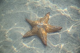 明星,魚(yú),海星