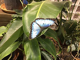 蝴蝶,昆蟲,翼