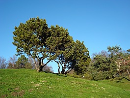 樹,性質(zhì),景觀