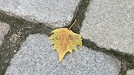 秋,葉,街