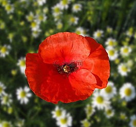 klatschmohn,罌粟,紅色