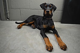 杜賓犬,狗,奧利