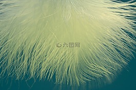 春天,緩解,輕快的