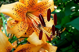 花,美女,昆虫