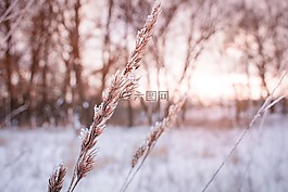 冬季,日落,雪