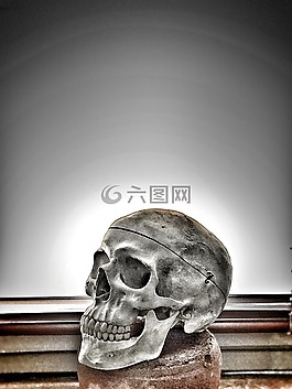 頭骨,解剖學,骨架