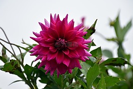 達(dá)利拉,花,自然