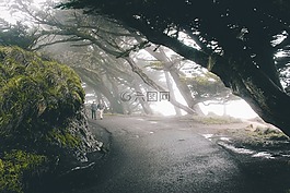 樹(shù),植物,自然
