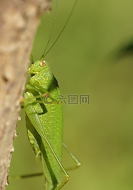 蚱蜢,昆蟲,綠色