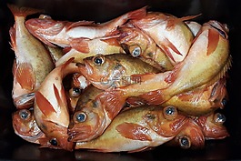 魚,紅魚,食品