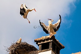 鸛,鳥類,動(dòng)物