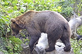 熊,野生動物,馬熊