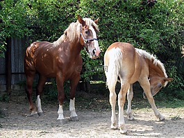 馬,mare,一個(gè)小馬駒
