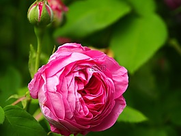 盛開,開花,芽