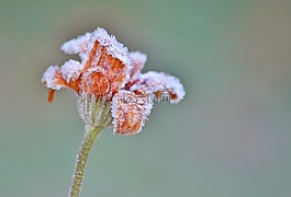 玫瑰,開花,花