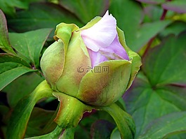 花,按钮,牡丹
