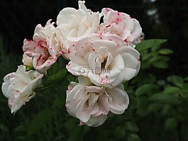 玫瑰,愛情,浪漫