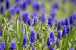 perl 风信子,鲜花,紫