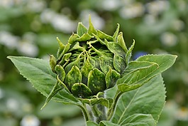 芽,太陽花,廠