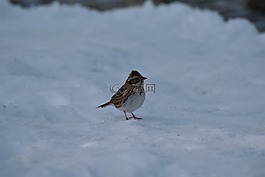 動(dòng)物,鳥,野生鳥類