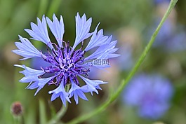 矢車菊,開(kāi)花,藍(lán)色