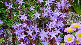 開花,光明,顏色