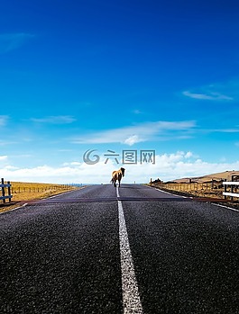 馬,動(dòng)物,孤立