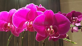 果園,植物區(qū)系,花園