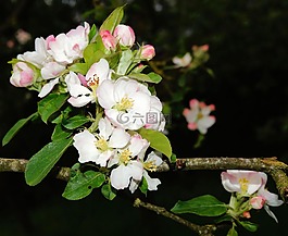 蘋果樹,蘋果樹花,春天