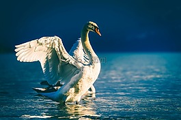 天鵝,鳥,野生動物