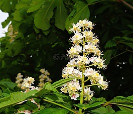 板栗開花,常見的七葉樹,花序
