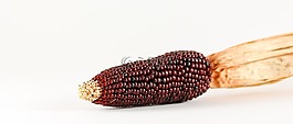 玉米,观赏玉米,谷物