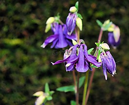花,開花,紫